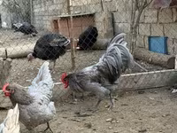 Chickens — الصورة 3