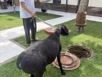Қошқар, Қойлар — 2-сурет