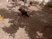 Chickens — الصورة 7