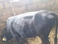 Toro, Aberdeen-Angus — foto 1