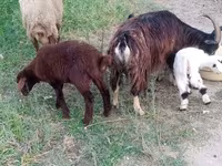 Oveja, Ovejas — foto 5