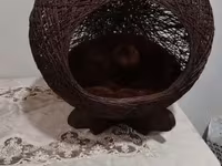 Ev heyvanları üçün dekorativ yuva/evcik - Material: tünd qəhvəyi — photo 1