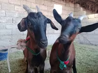 Ziege, Alpine goat — Foto 1