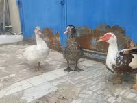 Ducks — Foto 1