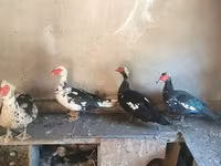 Hausente — Foto 2
