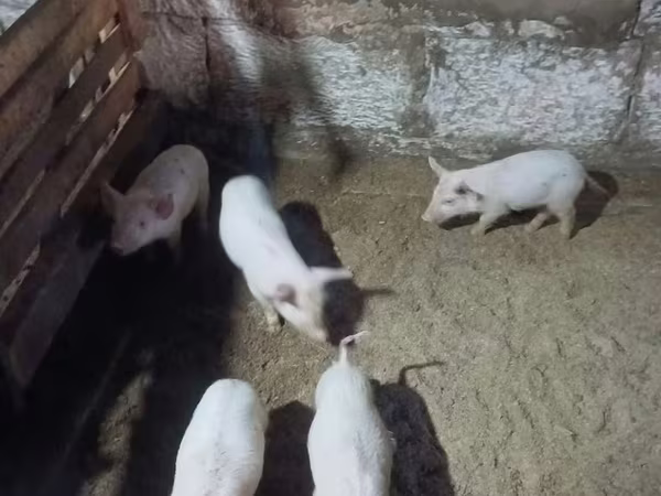 Schweine (Partie, Geschlecht nicht angegeben), Schweine — Kasachstan