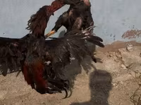 Chickens — 2-rasm