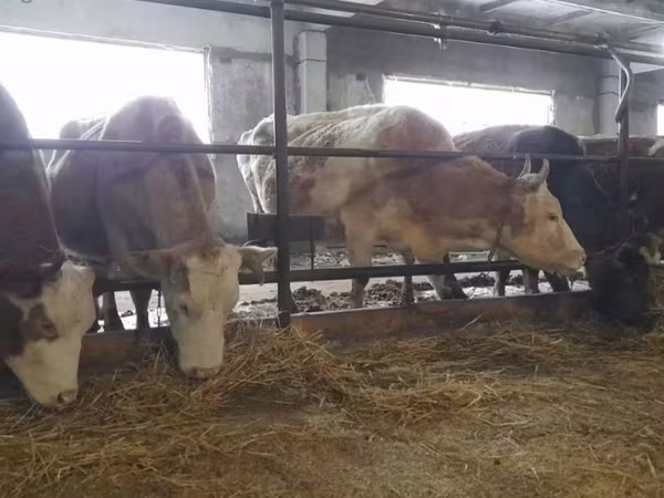İnək, Swiss cattle