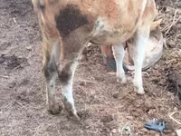 Cow, Cattle — photo 3