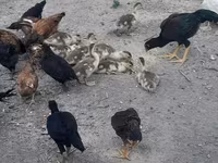 Chickens — Foto 3