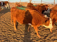 İnək, Simmental cattle — foto 5