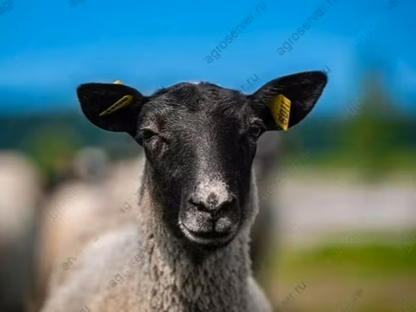 Carnero, Romanov sheep