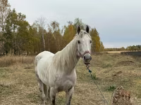 Caballo, Horse breed — foto 1