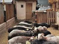 Ram, Sheep — photo 4