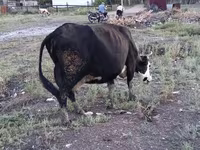 Vaca, Ganado vacuno — foto 5
