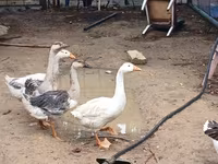 Geese — Foto 2