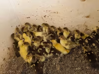 Ducks — foto 2
