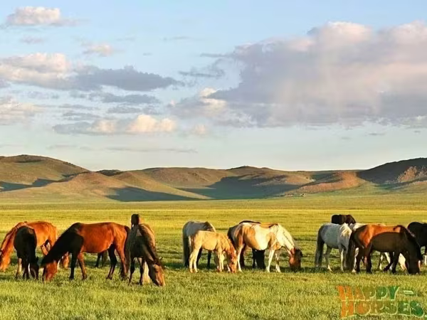 Stute, Kazakh horse