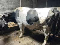 Kuh, Holstein-Rasse — Foto 1