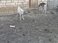 Cabra, Cabras — foto 7