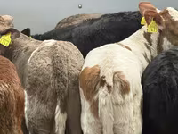 Rinder (Partie, Geschlecht nicht angegeben), Simmental cattle — Foto 5