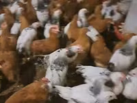 Chickens — الصورة 2