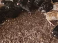 Chickens — foto 1