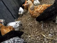 Chickens — Foto 3