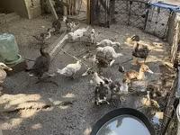 Ducks — الصورة 4