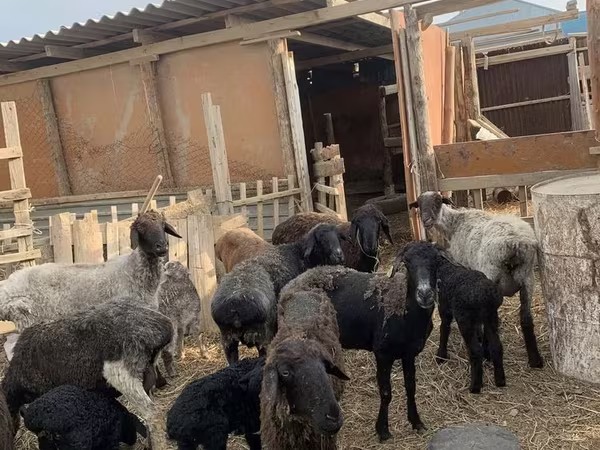 Schaf, Kazakh fat-tailed coarsewool sheep