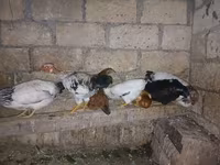 Chickens — foto 3