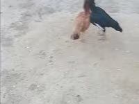 Chickens — Foto 1