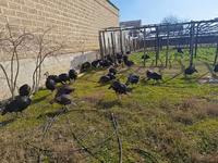 Turkeys — фото 2