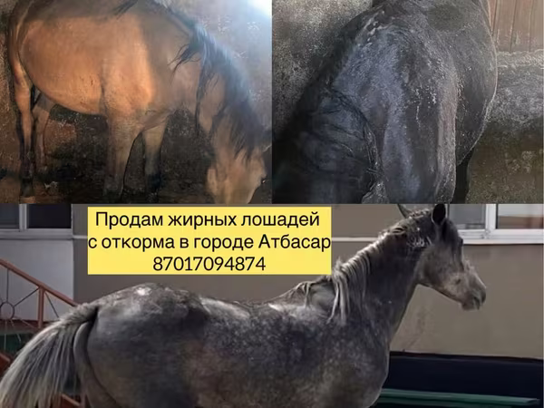 Pferde (Partie, Geschlecht nicht angegeben), Horse breed — Kasachstan