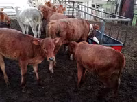 Kuh, Simmental cattle — Foto 6