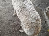 Schaf, Schafe — Foto 6