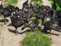 Turkeys — Foto 1