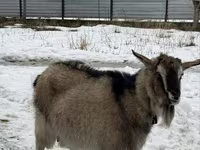 Ешкі, Alpine goat — 2-сурет