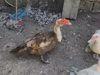 Ducks — Foto 2