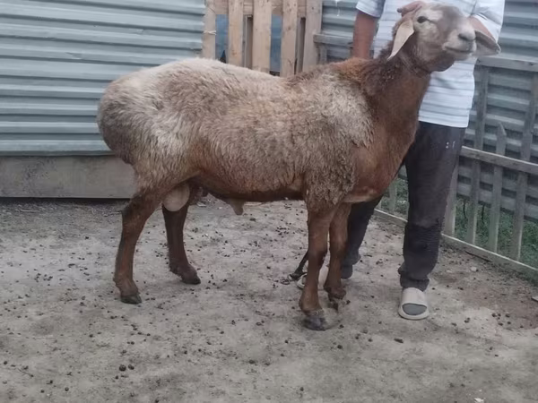 كبش, Arashan sheep