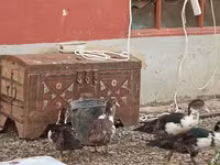 Ducks — 1-rasm