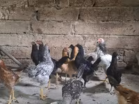 Chickens — Foto 2