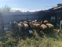 Schaf, Schafe — Foto 1