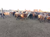 كبش, Edilbay sheep — الصورة 4