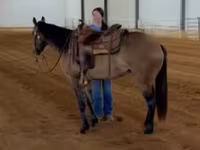 فرس, Quarter Horse — الصورة 7