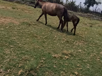 Madyan, Atlar — foto 3