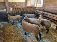 母羊, Baerchuke sheep — 照片 4