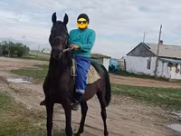Horse (M), Horses — photo 1