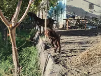 Dişi keçi, Kamori goats — foto 5
