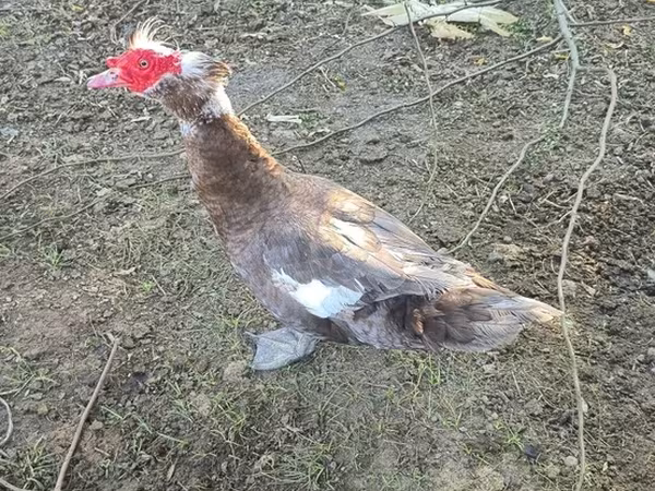 pato criollo doméstico